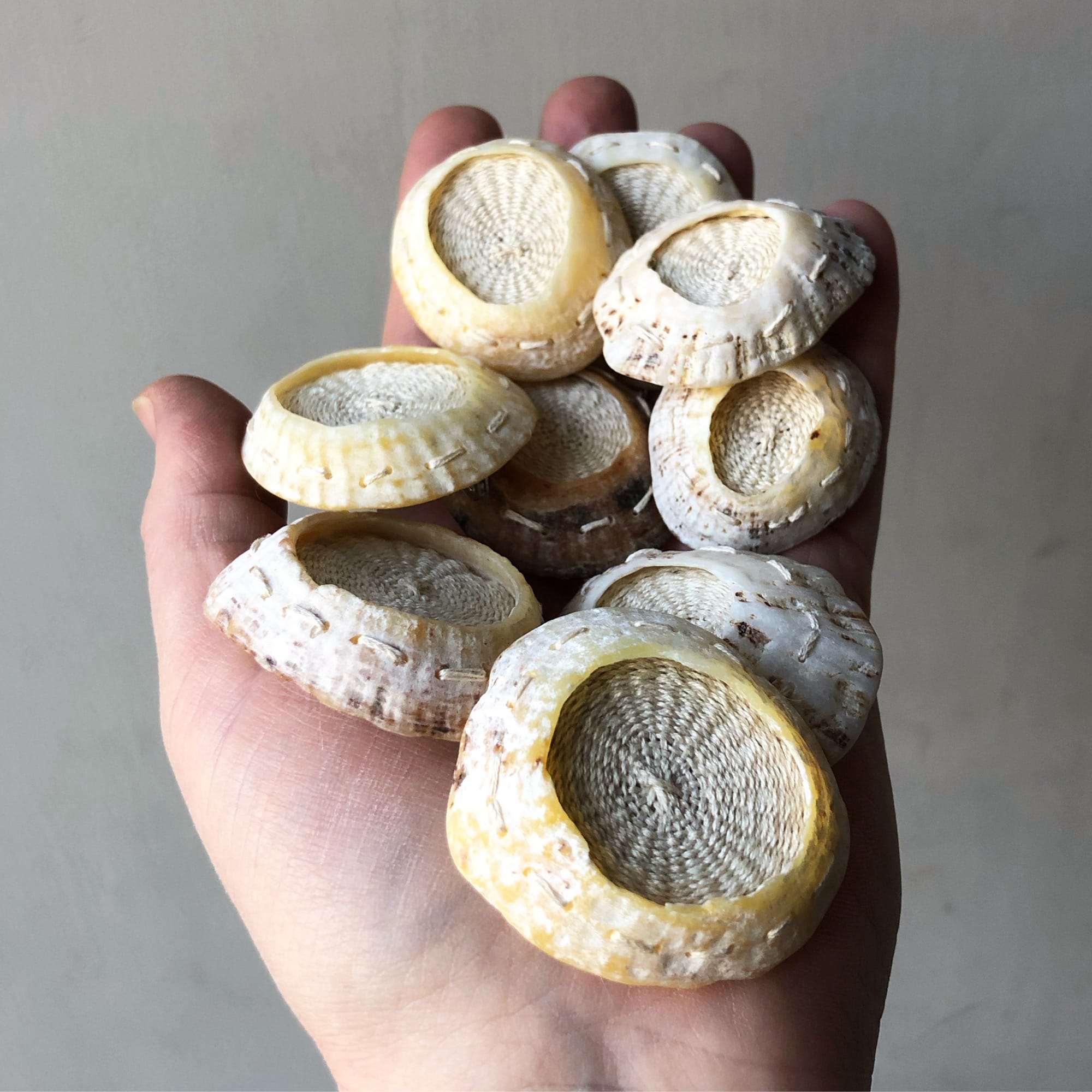 a selection of limpets are held in someone's hand, showing the interiors that have been woven with white cord