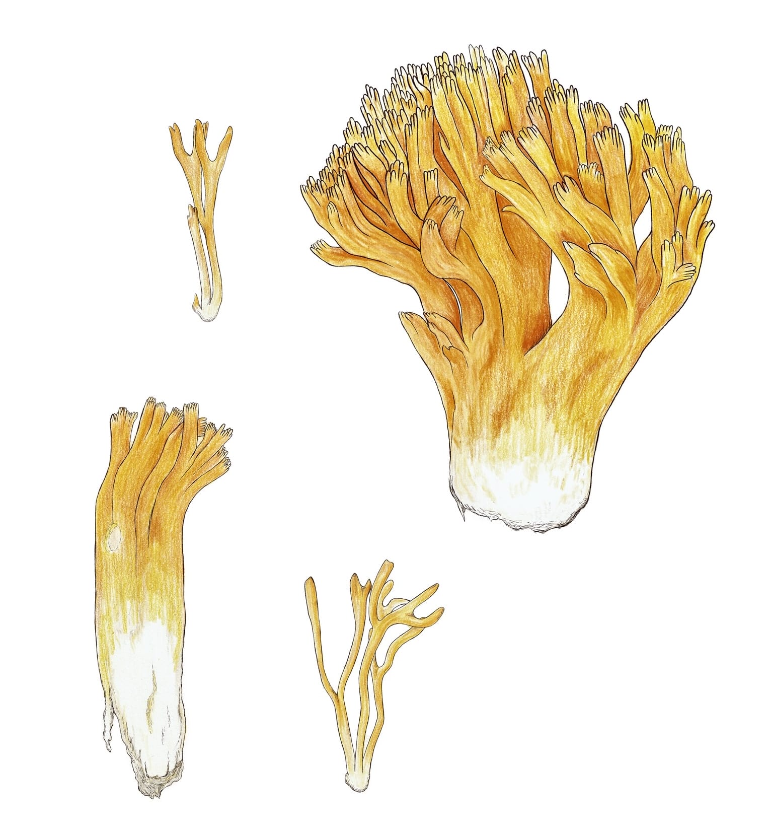 an illustration of yellow mushrooms that can be used to make pigments