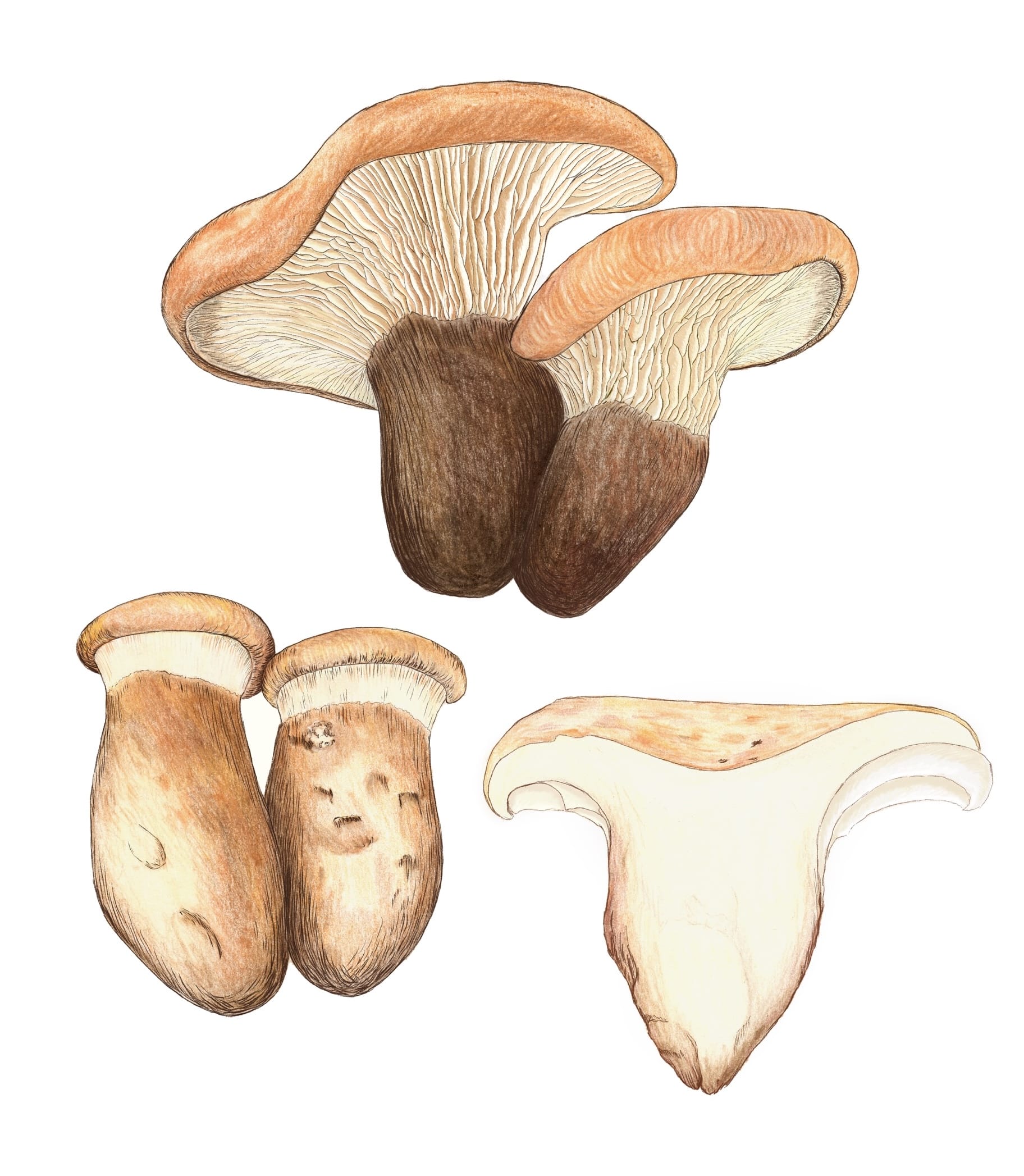 an illustration of different mushrooms that can be used to make pigments