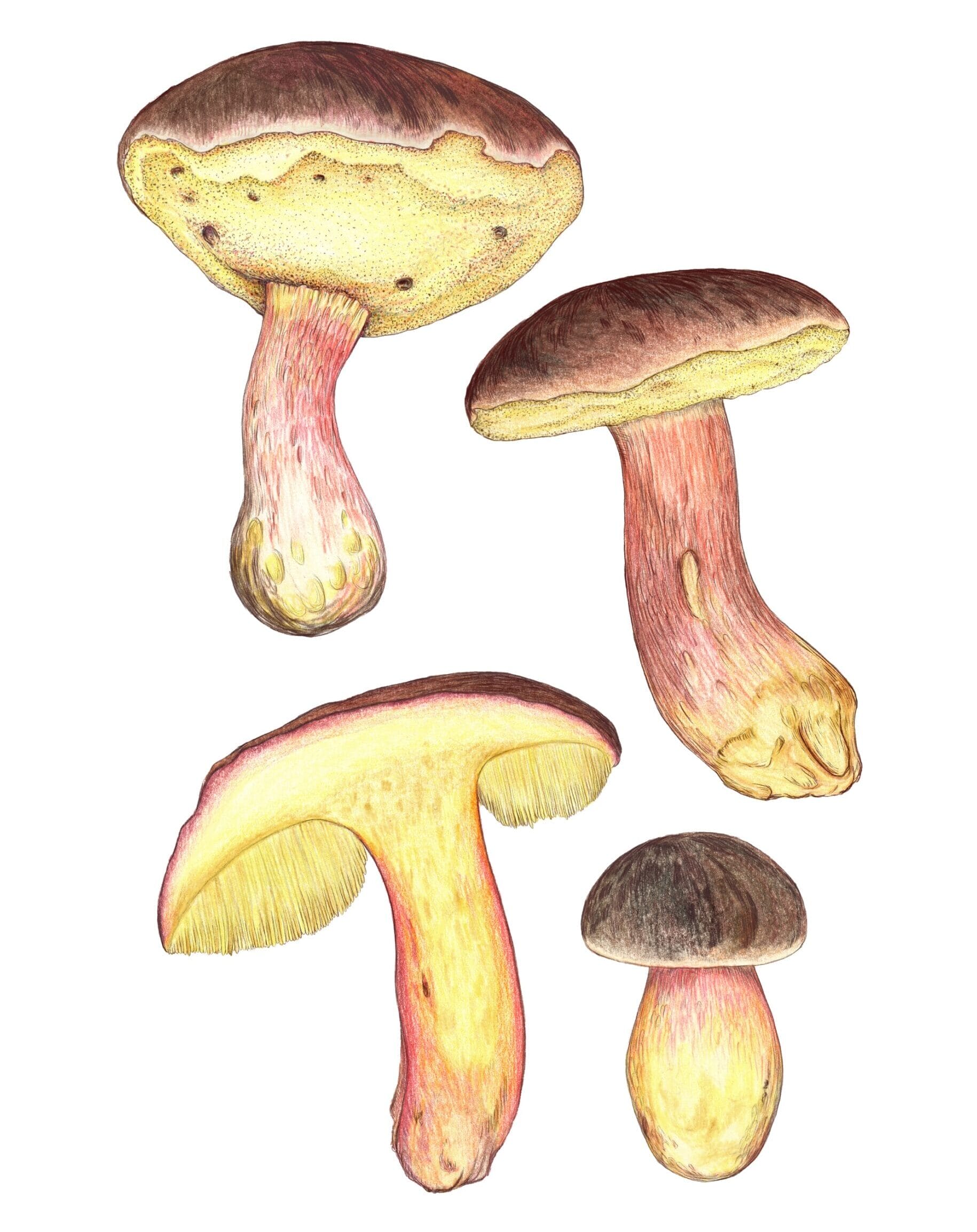 an illustration of yellow and brown mushrooms that can be used to make pigments