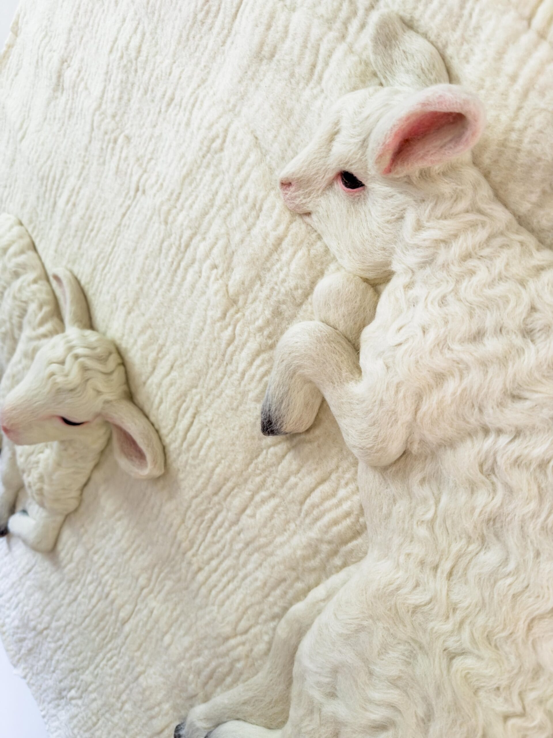 a detail photo of a white wool lamb sculpture on a white wool backdrop with pink ears, nose, and pink rimmed eyes with another similar animal below