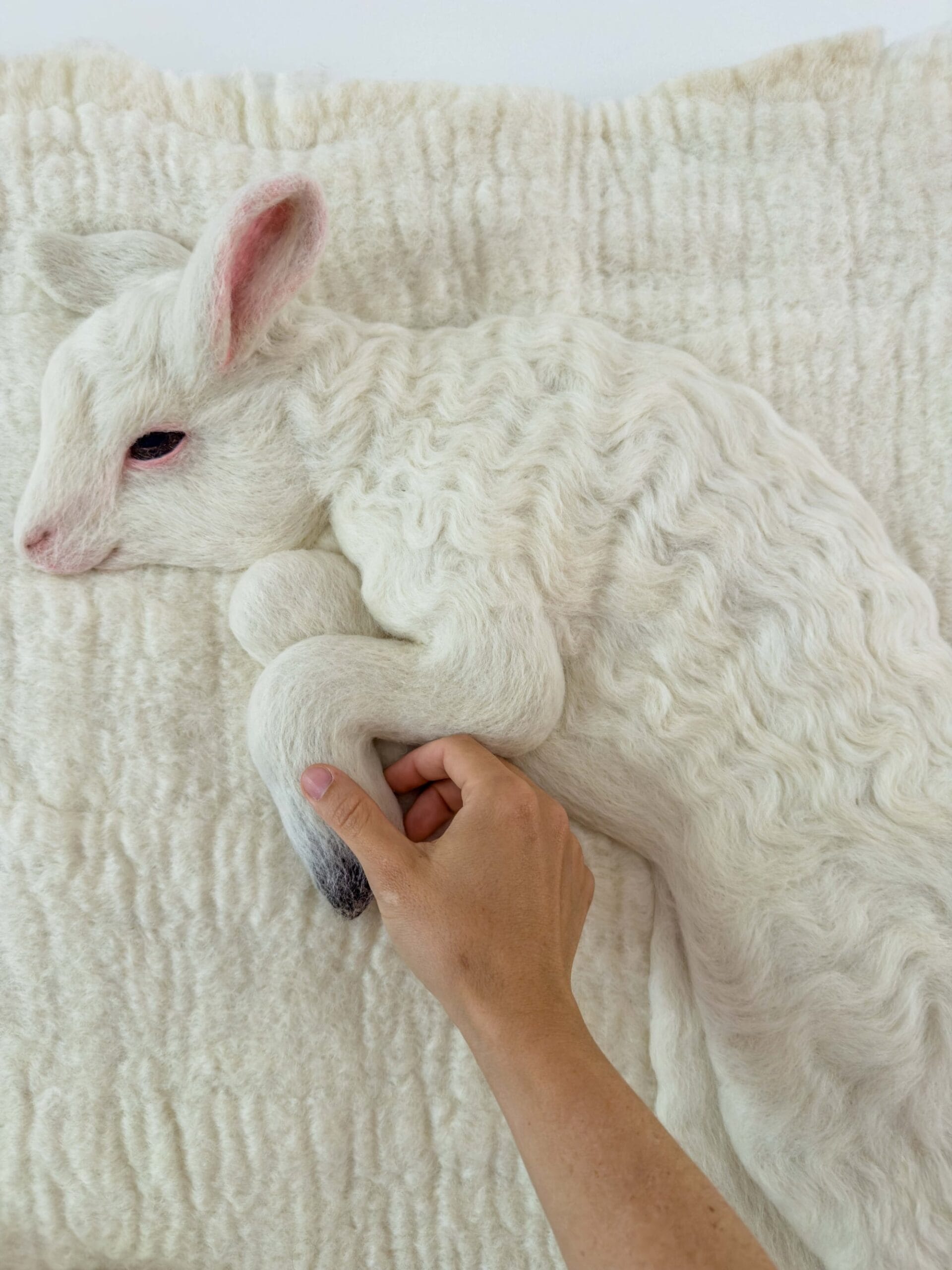 a detail photo of white hand reaching out to touch a white wool lamb sculpture on a white wool backdrop with pink ears, nose, and pink rimmed eyes