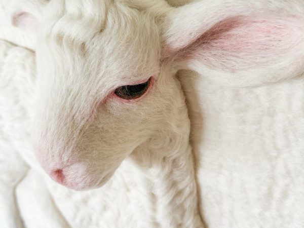 A Pair of Fluffy Felted Lambs by Holly Guertin Spring to Life in a Wooly Pasture