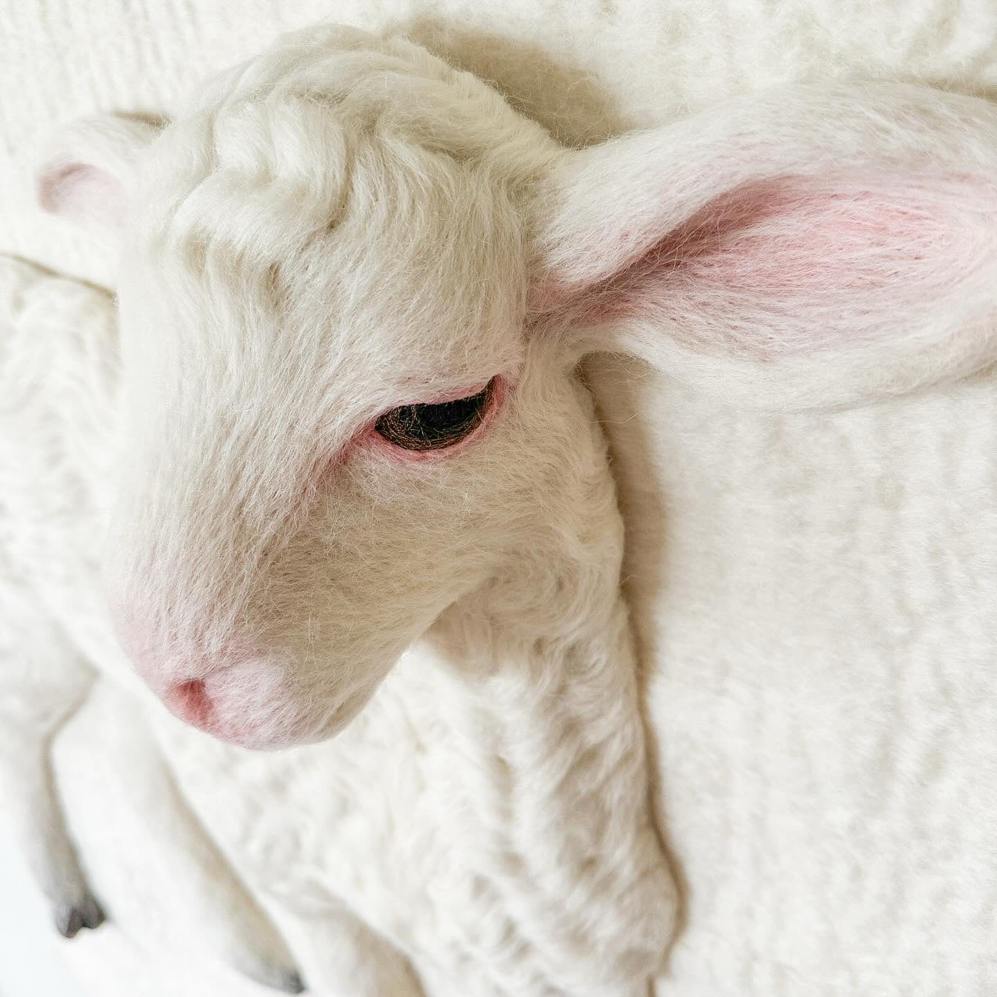 a detail photo of a white wool lamb sculpture on a white wool backdrop with pink ears, nose, and pink rimmed eyes