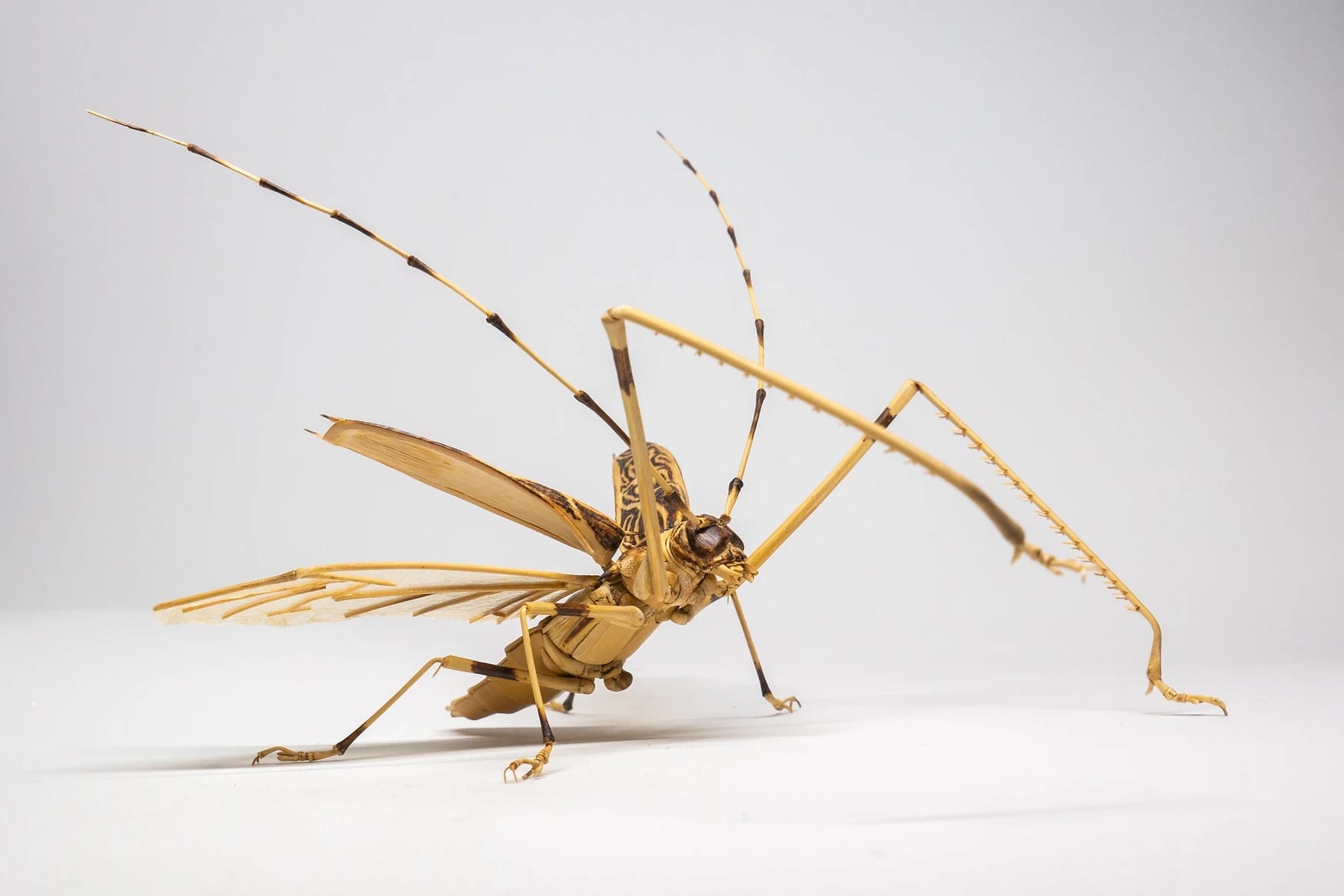 a meticulously detailed wooden sculpture of a harlequin beetle with long legs and antennae on a white background