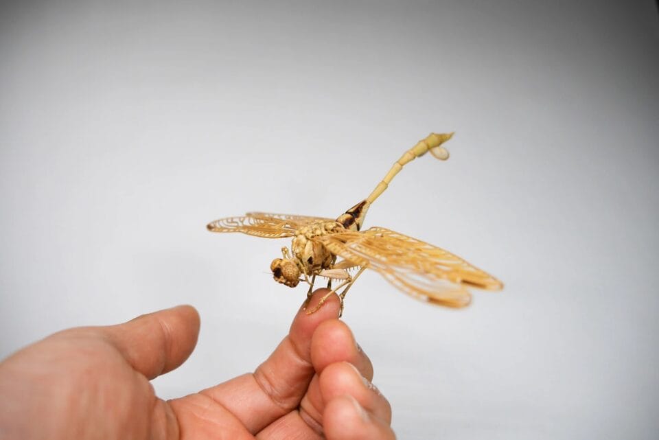 a meticulously detailed wooden sculpture of a dragonfly perched on someone's finger