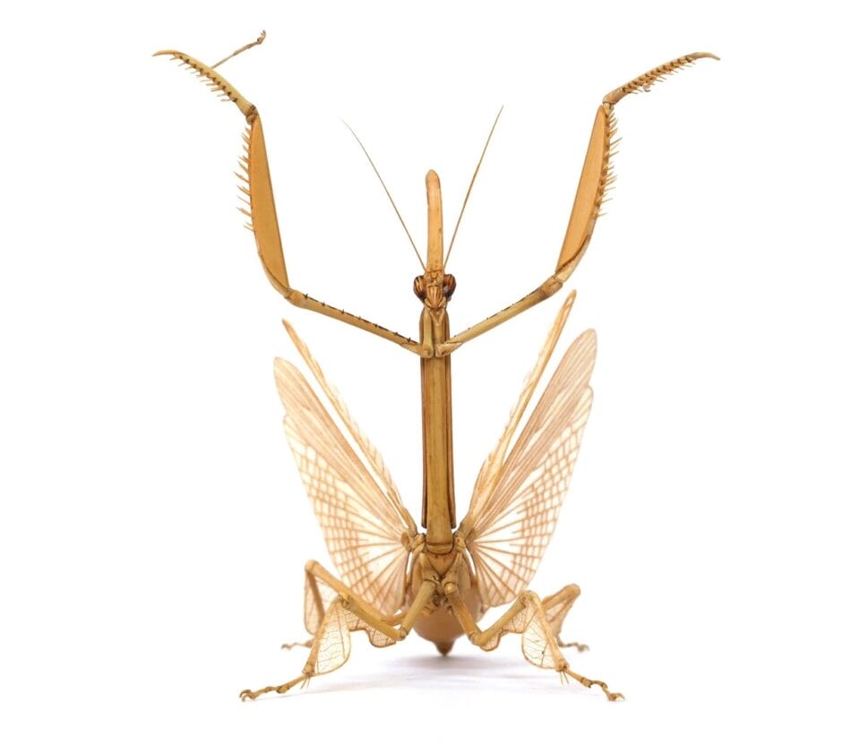 a meticulously detailed wooden sculpture of a mantis, shown upright on its hind legs in front of a white background