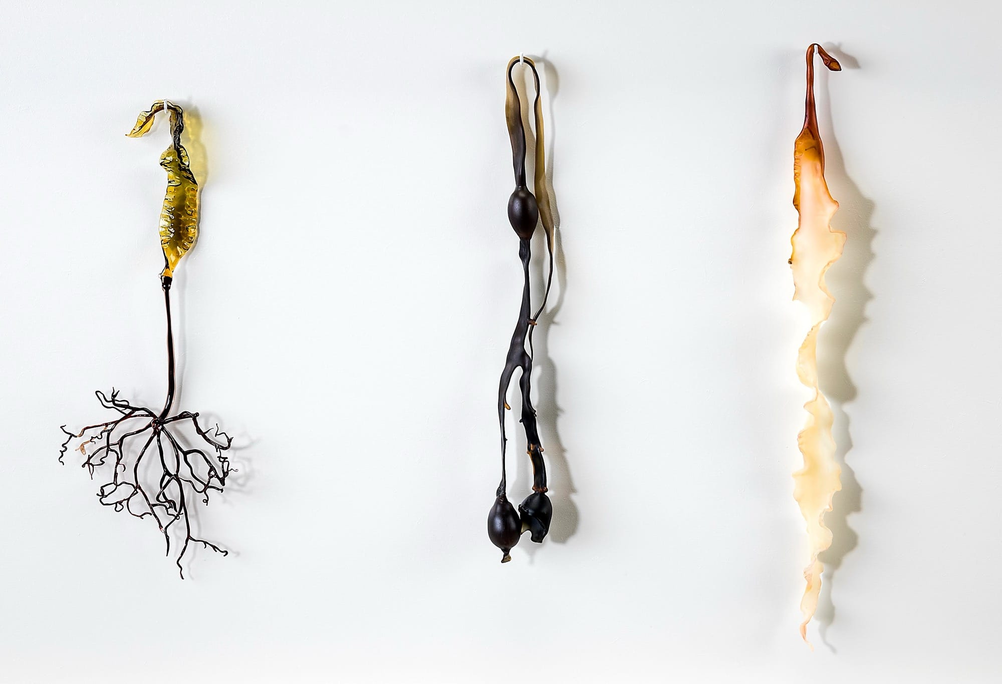 three glass sculptures installed on the wall depicting different kinds of seaweed or kelp