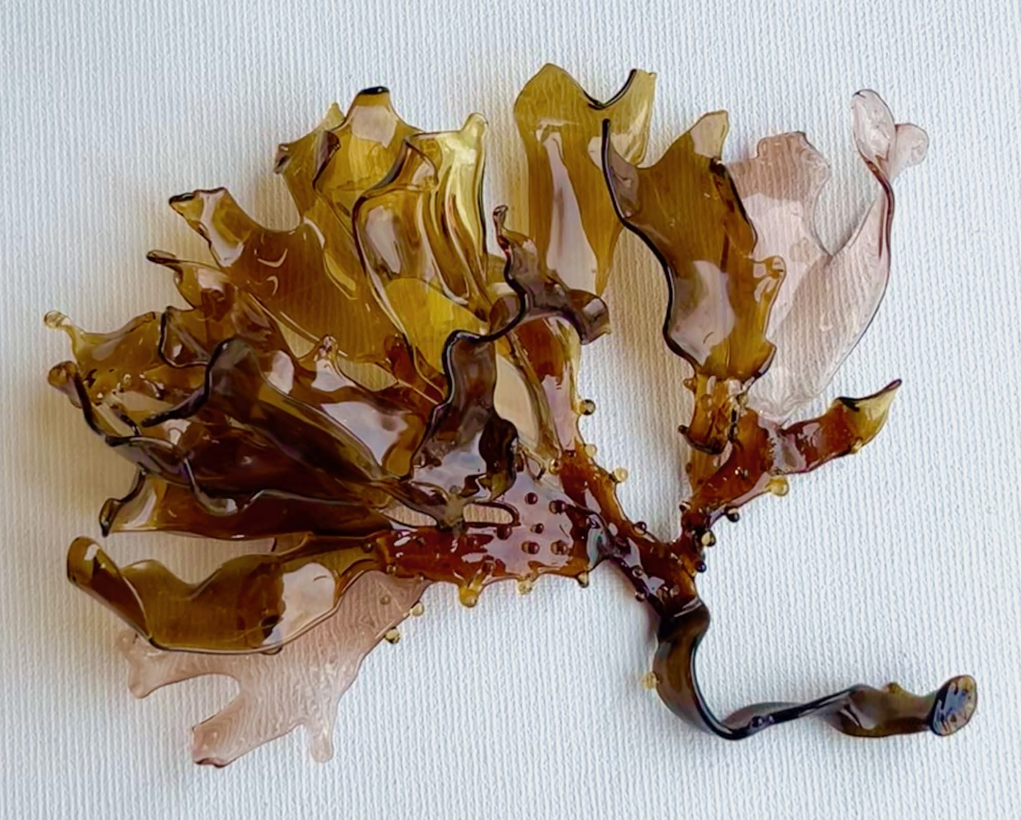 a glass sculpture of brown seaweed known as Irish moss