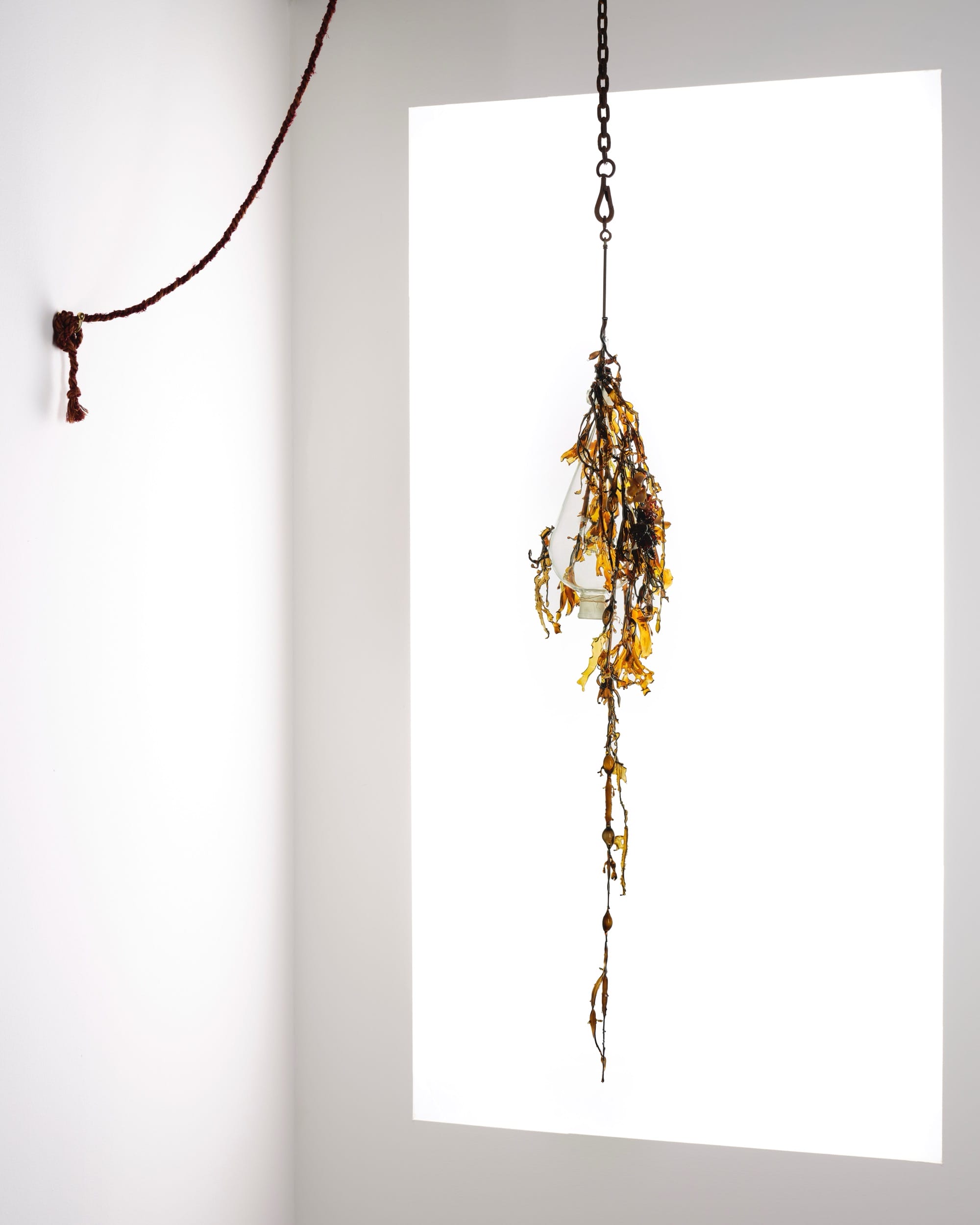 a suspended glass sculpture resembling kelp